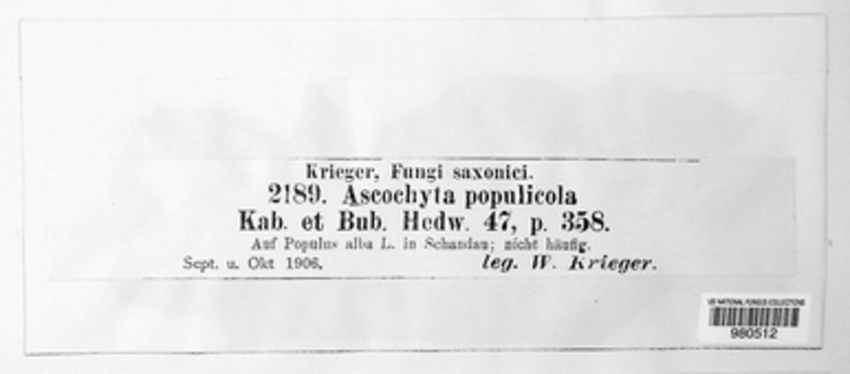 Ascochyta populicola image